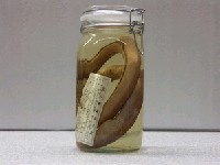 藏品(食蟹荳齒蛇鰻)的圖片